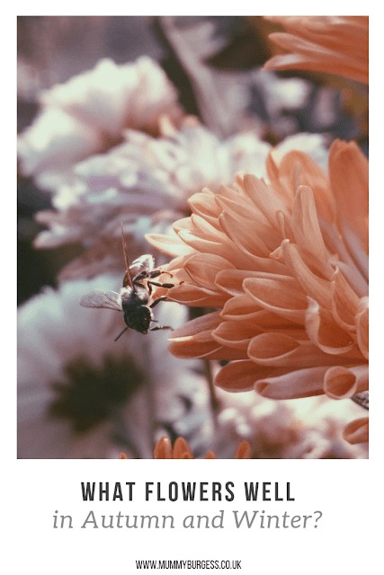 Winter flowers